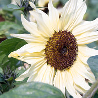 MAY & JUNE - Helianthus Annuus 'Buttercream' (Zonnebloem)