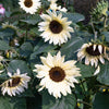 MAY & JUNE - Helianthus Annuus 'Buttercream' (Zonnebloem)