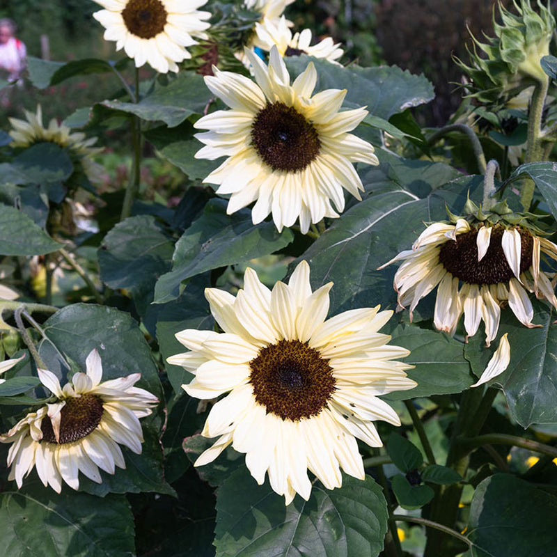 MAY & JUNE - Helianthus Annuus 'Buttercream' (Zonnebloem)