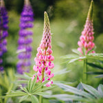 MAY & JUNE - Lupinus Polyphyllus 'Gallery Mix' (Lupine)