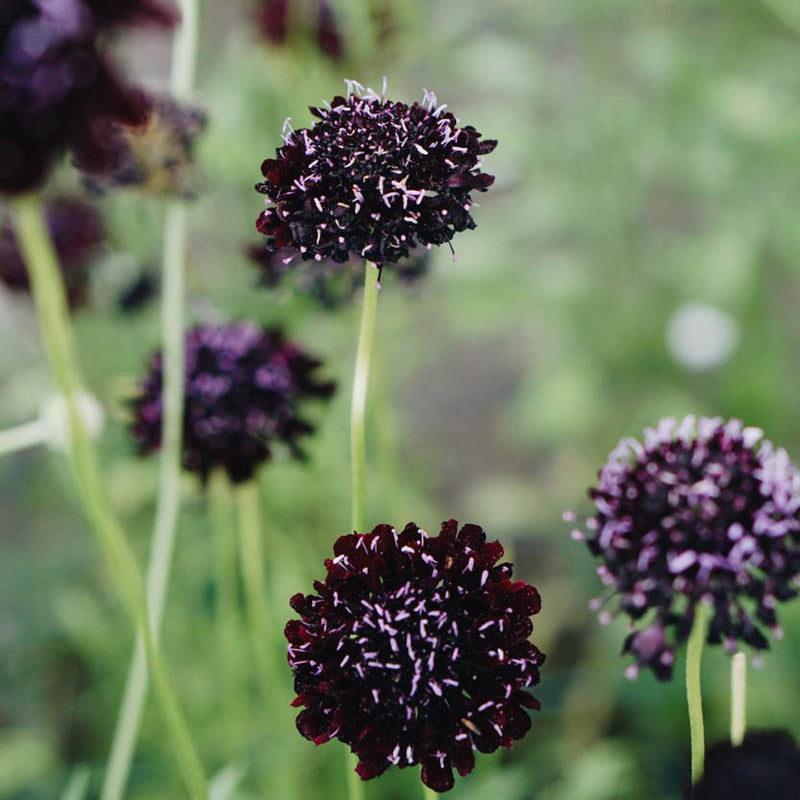 MAY & JUNE - Scabiosa Atropurpurea 'Black Knight' (Druifkruid)