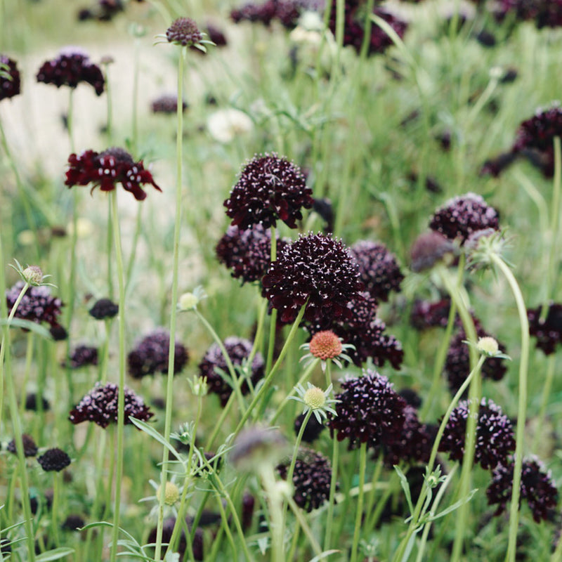 MAY & JUNE - Scabiosa Atropurpurea 'Black Knight' (Druifkruid)
