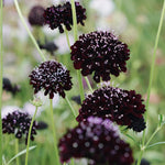MAY & JUNE - Scabiosa Atropurpurea 'Black Knight' (Druifkruid)