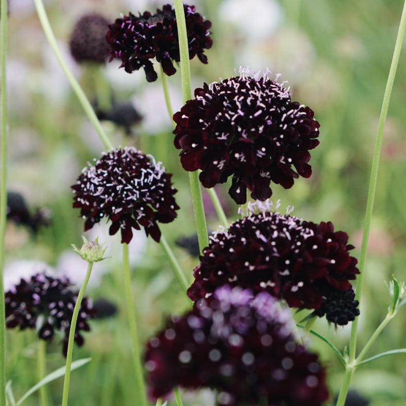 MAY & JUNE - Scabiosa Atropurpurea 'Black Knight' (Druifkruid)