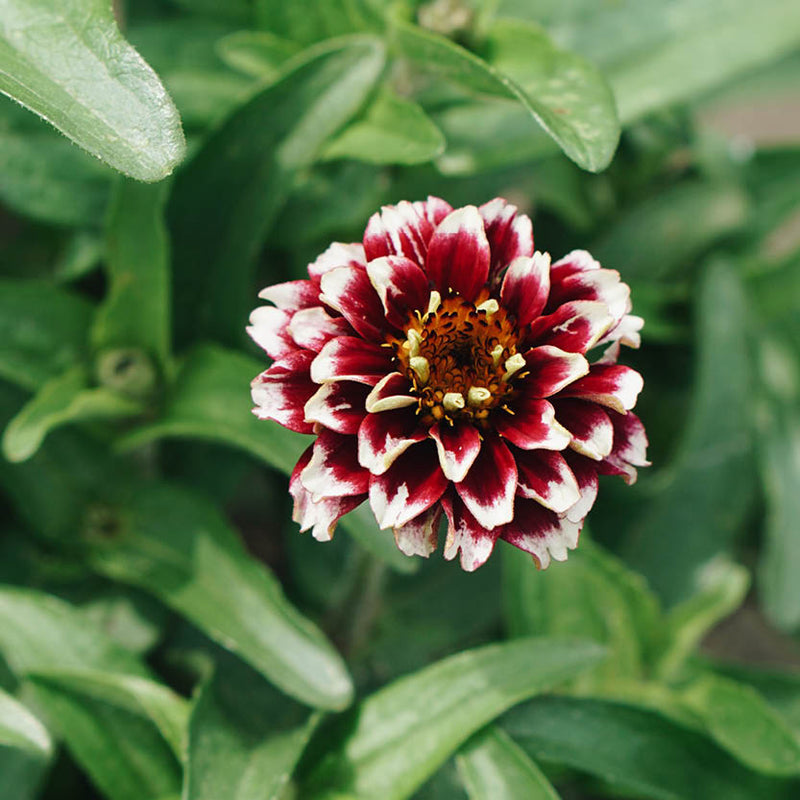 MAY & JUNE - Zinnia Haageana 'Aztec Sunset'
