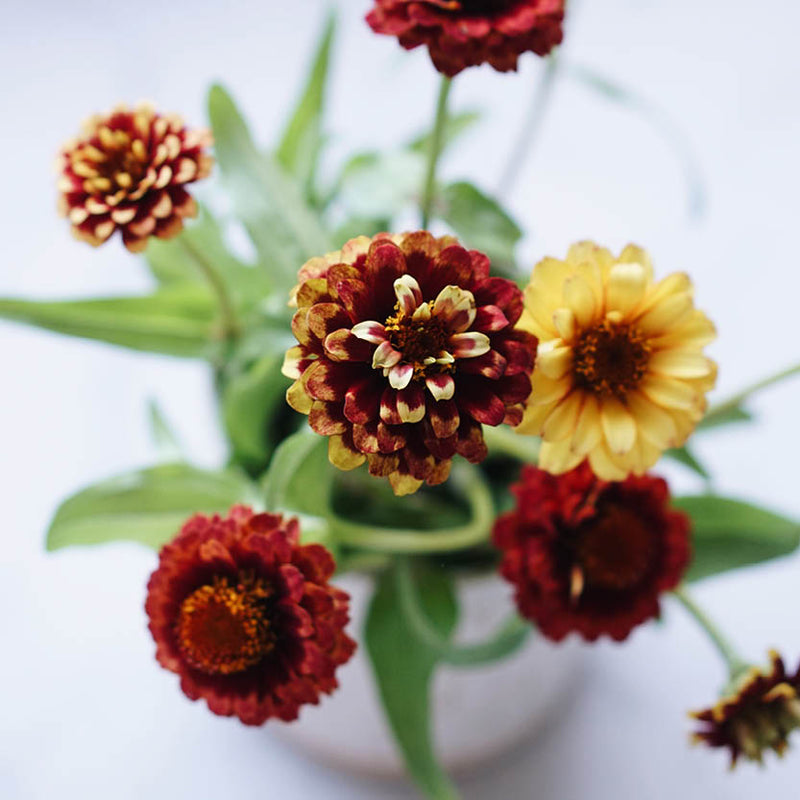 MAY & JUNE - Zinnia Haageana 'Aztec Sunset'