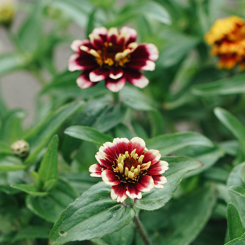 MAY & JUNE - Zinnia Haageana 'Aztec Sunset'